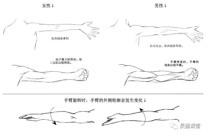 一看就会的绘画入门教程!手臂与手部的绘画全解析