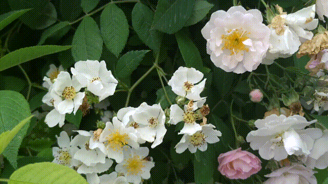 走在成理工程学院的沫若湖畔,阳光明媚温暖,一抬头,和墙边的蔷薇花不