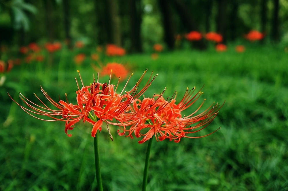 拍摄花丛中的一朵鲜花时,开大光圈,可以获得周围背景虚化模糊,主体