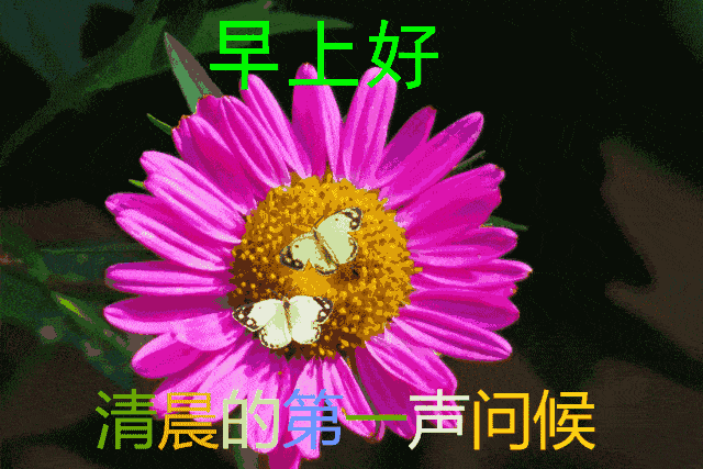 超温馨的早上好问候语动态表情图片,早安问候祝福语带