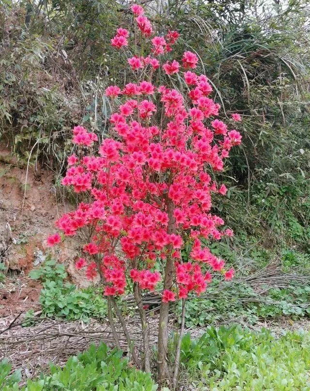 映山红是怎样种植的?谨防夏天假活