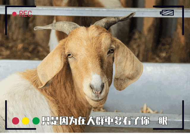 开车半小时就到的小资农家院,采摘 喂羊 海鲜自助趴,分钟都别想歇!