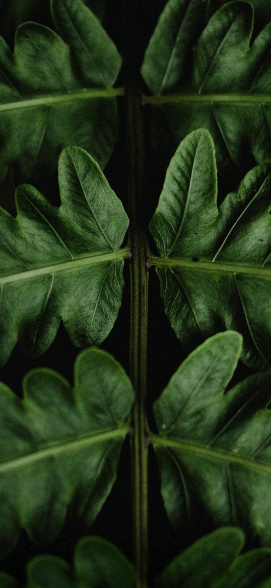 植物系壁纸,手机壁纸我,锁屏,最近火火的绿色系壁纸,你要吗