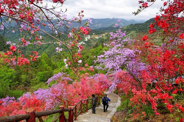 大别山天峡百里杜鹃盛开,红色杜鹃花海,最美人间四月天!