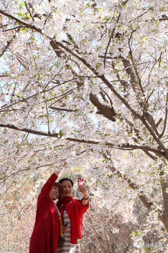 送!送!最美的旅顺203樱花园,千万别错过!