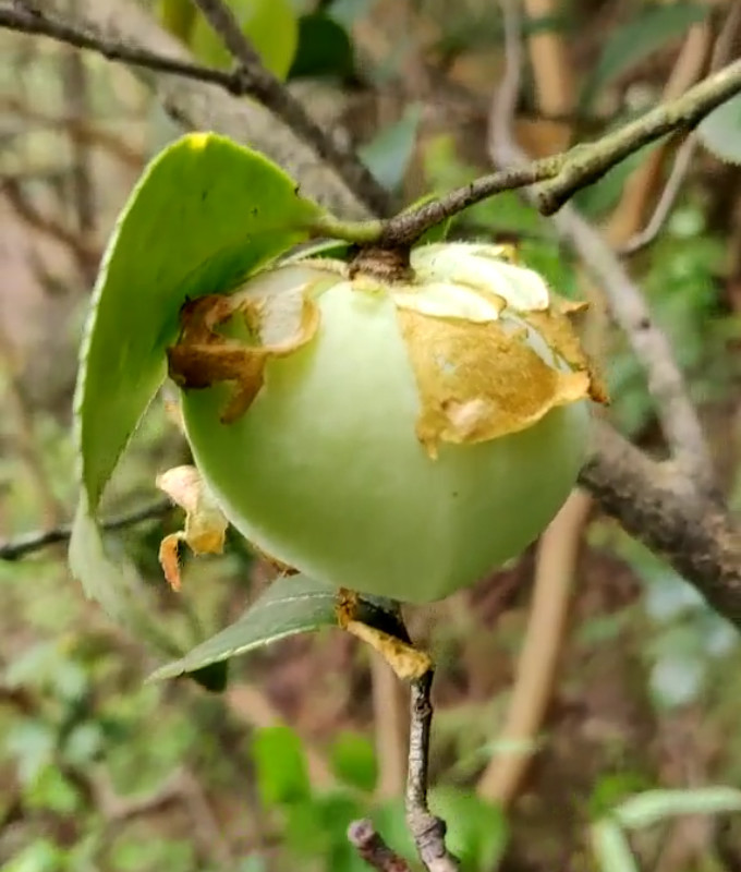 茶树,桃子,随风,果实,菌类