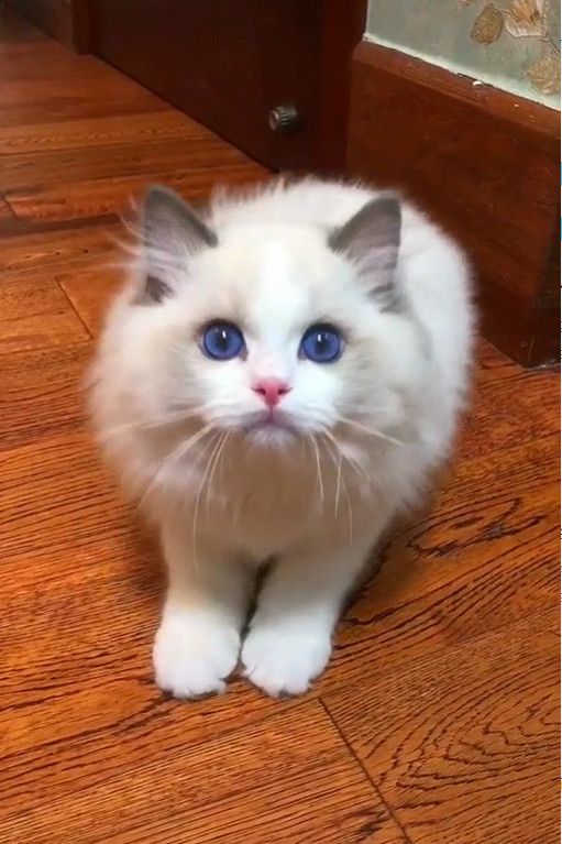 猫咪因一双"蓝眼睛"爆红,简直萌翻了,网友:糟糕,心动的感觉