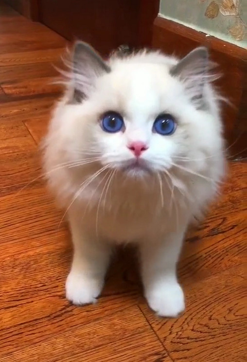 猫咪因一双"蓝眼睛"爆红,简直萌翻了,网友:糟糕,心动的感觉