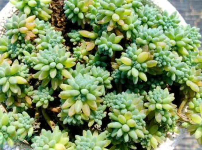 一种多肉植物 被称为 雪苔 曾经被误认为是杂草 您养过吗 看点快报