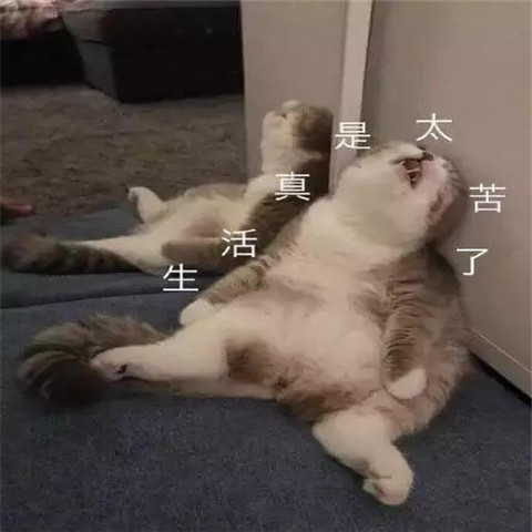 搞笑萌宠表情包在线,猫主子眼睛一闭,发现事情并不简单