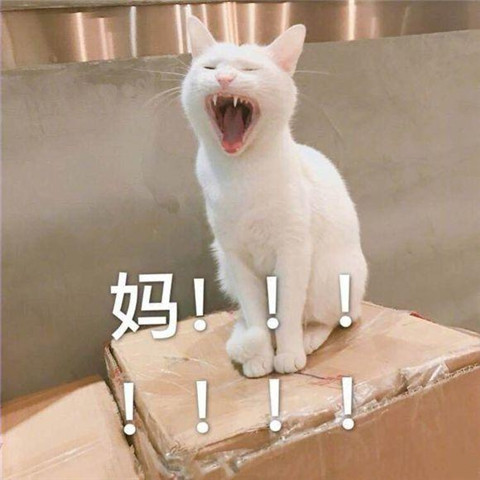 搞笑萌宠表情包在线,猫主子眼睛一闭,发现事情并不简单