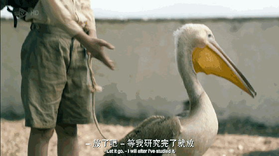 沉迷飞禽走兽的他不干正事,把蝙蝠,老鼠,蜘蛛,蟑螂往家带,怪诞的让人