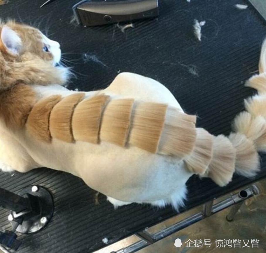 原本想给猫咪设计个霸气的"恐龙"造型 结果更萌了