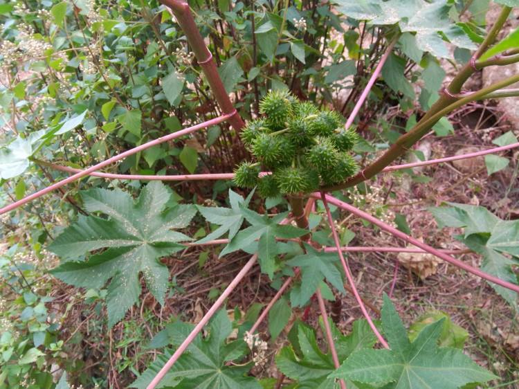 这外来毒草,饱含剧毒,南方很少见,北方却大量种植