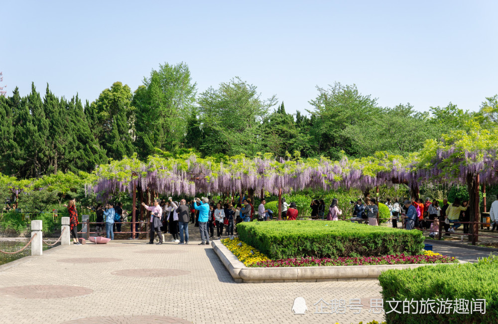 上海嘉定紫藤园,盛开的紫藤垂落花棚,犹如一串串紫色风铃