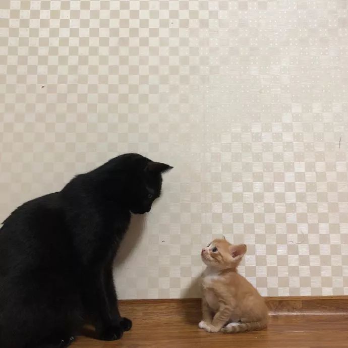 日本猫咪内衣_日本内衣美女