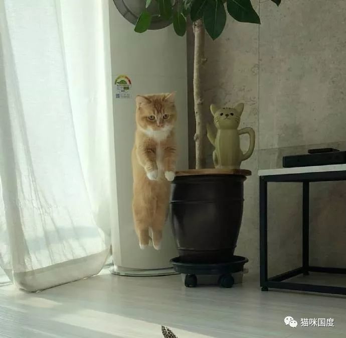 铲屎官抓拍跳在空中的橘猫