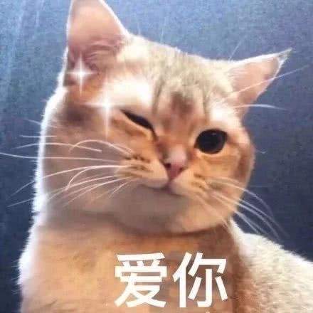 可爱猫咪表情包:又乖又怂!