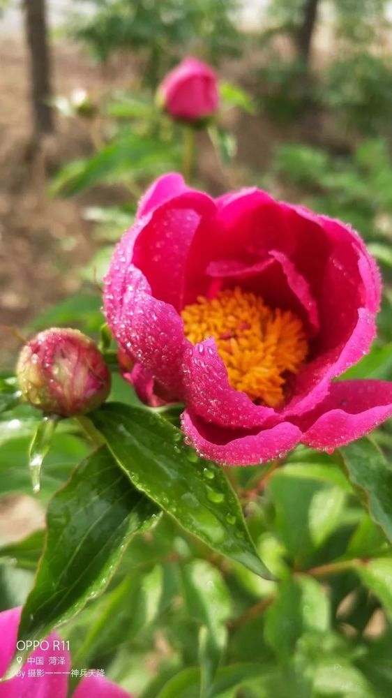 菏泽:春雨洗过牡丹花