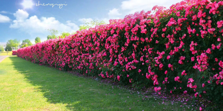 辰山植物园600米网红月季花墙已盛开,系在辰山山腰里