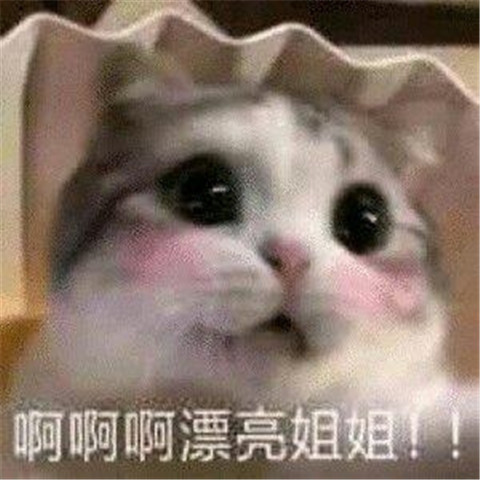 壁纸 动物 狗 狗狗 480_480