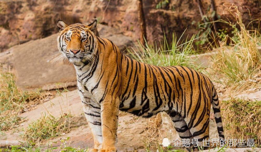 霸王猇:一种介于华南虎与东北虎之间的猫科动物,曾在四川出现过