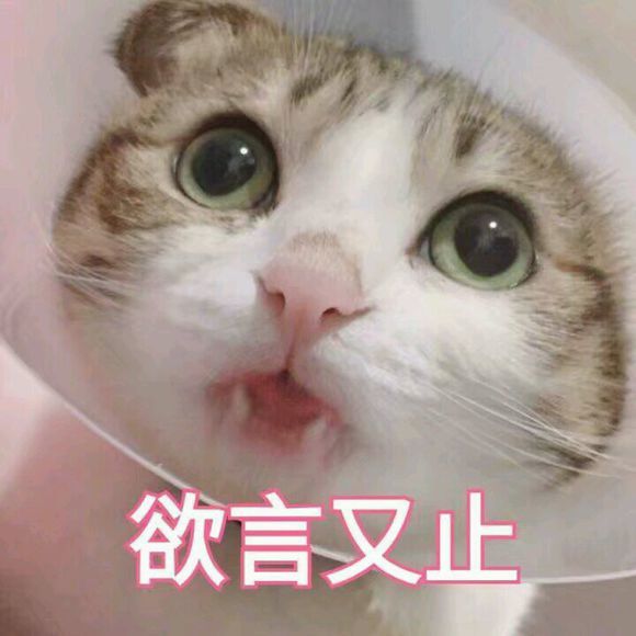 超搞笑超逗的猫咪表情包,欲言又止