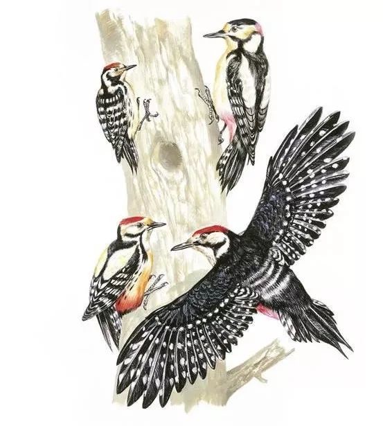 神农架鸟类-大斑啄木鸟