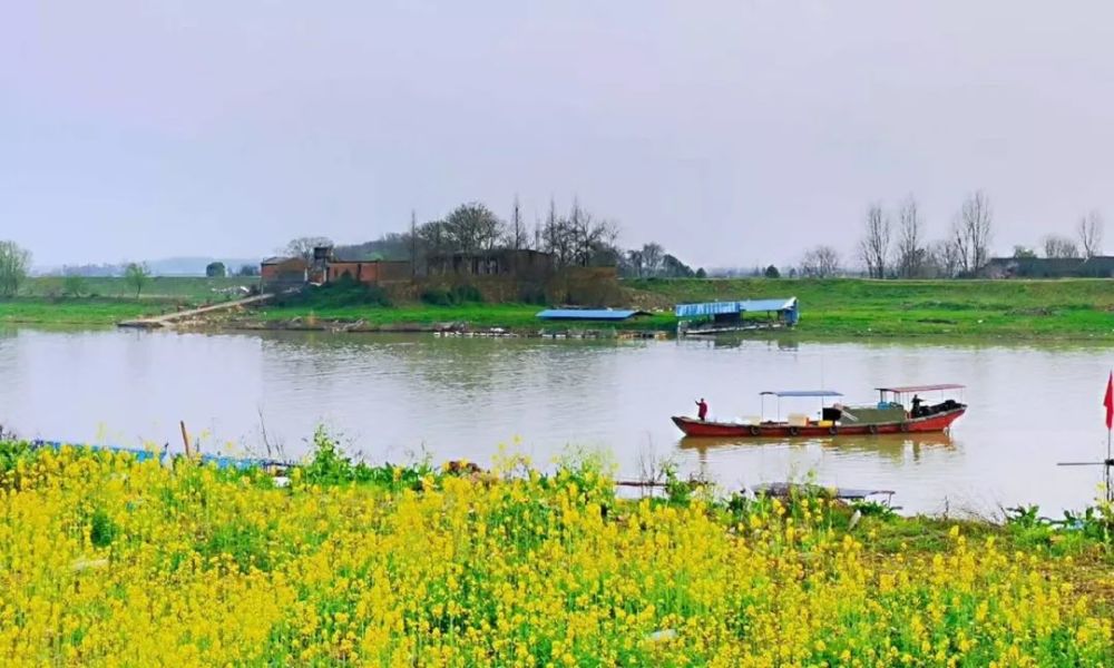 油菜花,红花草,热闹非凡的景区景点 桃红柳绿的乡村田园, 春日的鄱阳