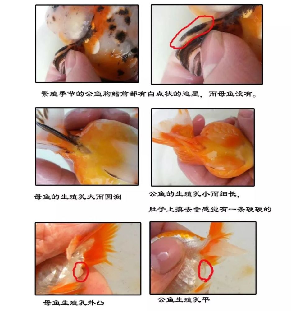 金鱼公母如何分辨