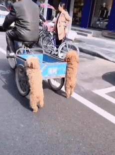 下班路上发现有人在虐狗,走近一看被打脸,原来泰迪在