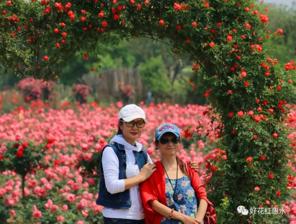 这些天,好花红乡村旅游区里的月季花竞相绽放,吸引广大游客纷纷前往