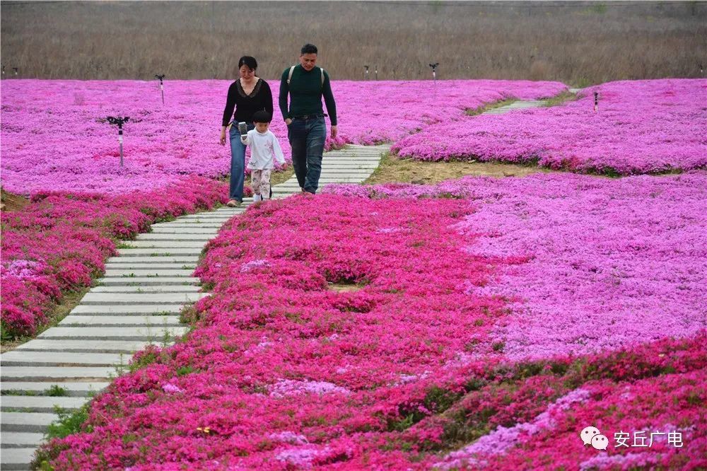 潍坊这里竟藏着一片花海,光看图就美哭了