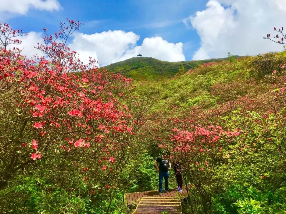 大围山十万亩杜鹃花海提前绽放,五一盛放正当时!