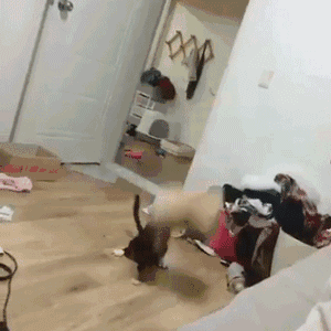 gif搞笑趣图:我就说想让你让个座,因为我很累了,想坐一会!