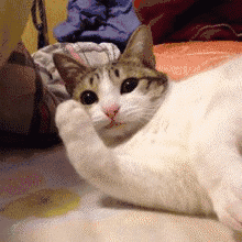 猫咪表情包, 快乐的源泉 建议没事多收集一些 发给聊天好友,当朋友圈