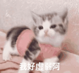 一大波猫咪表情包,总有一款适合你!