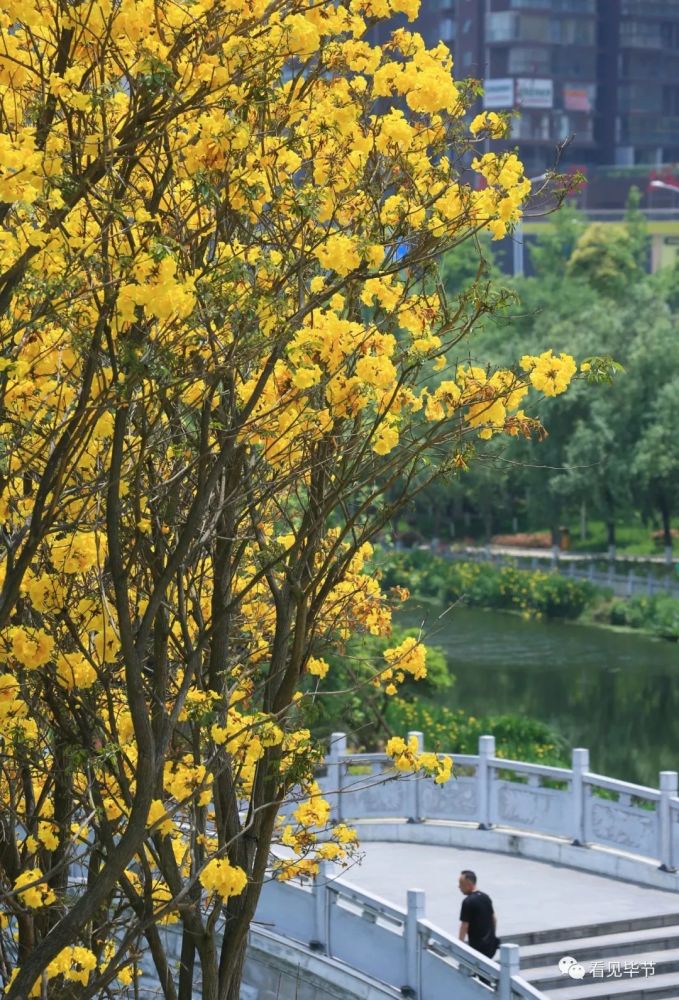 毕节街景:一起"打卡"黄花风铃木