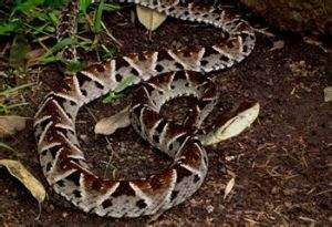 动物趣闻:哥斯达黎加五种致命毒蛇,三色矛头蝮并不是第一