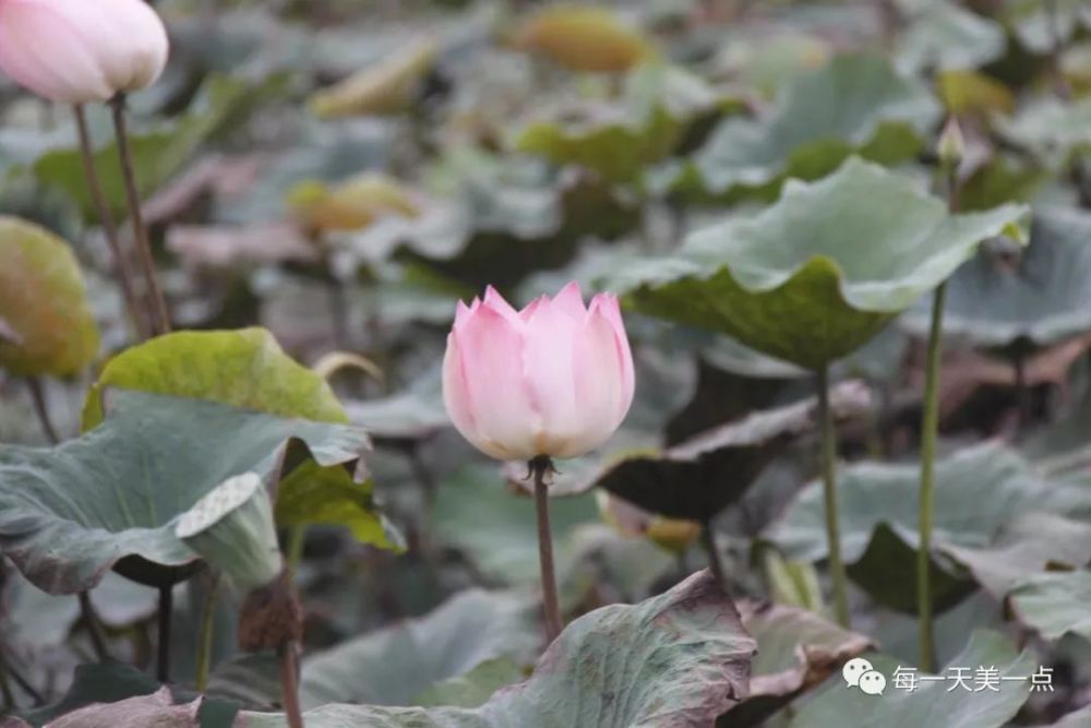 南国新荷 看点快报