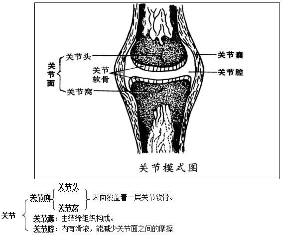 北师大版八年级生物上册知识点总结