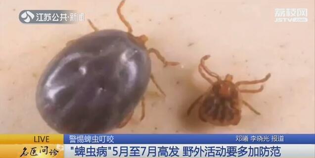 老太太身上取出三只蜱虫两只还活着 医生:蜱虫叮咬可能致命!