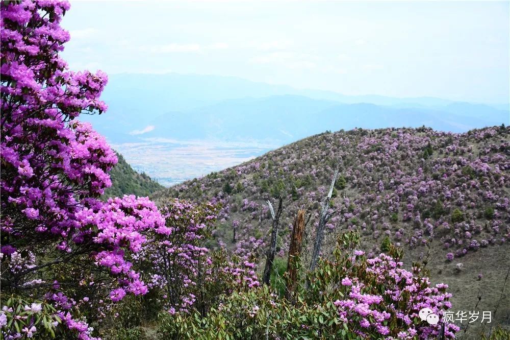 马登后山,大理秘藏的杜鹃花妙境