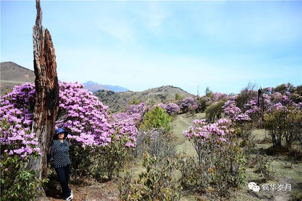 马登后山,大理秘藏的杜鹃花妙境