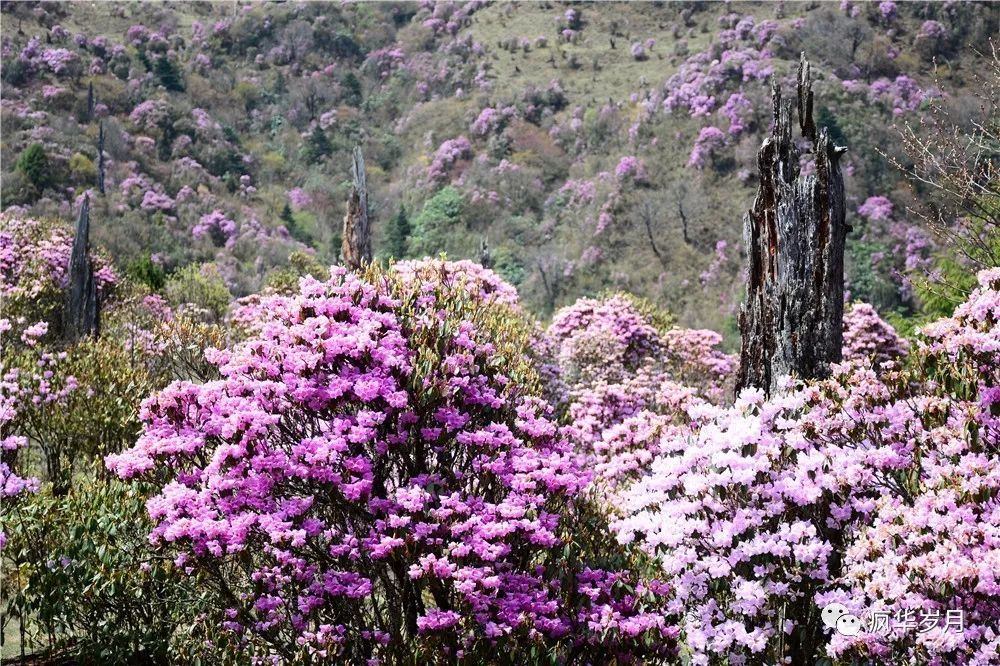 杜鹃花,马登镇,大理市,杜鹃花海,老街