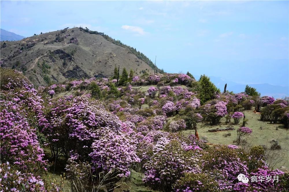 马登后山,大理秘藏的杜鹃花妙境