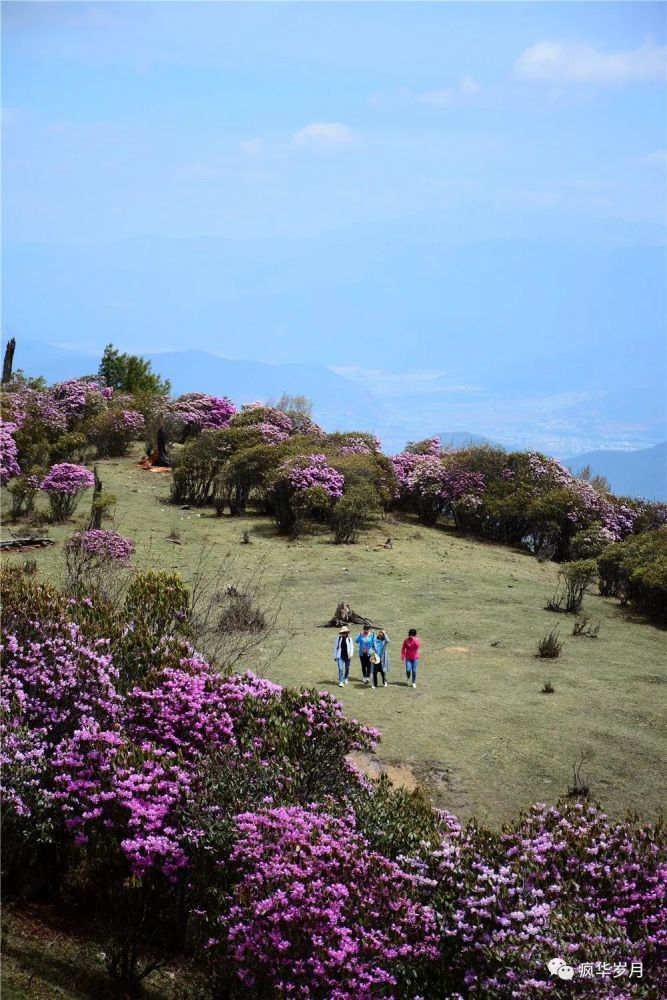 杜鹃花,马登镇,大理市,杜鹃花海,老街