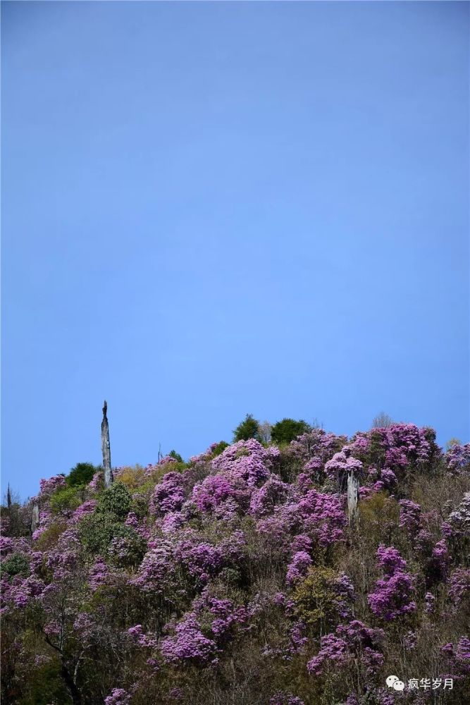 马登后山,大理秘藏的杜鹃花妙境