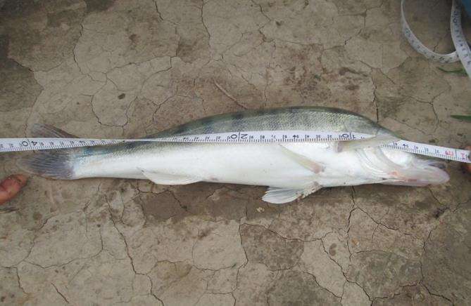 山东水域,"尖嘴鱼"出没,体长超半米,外来物种?