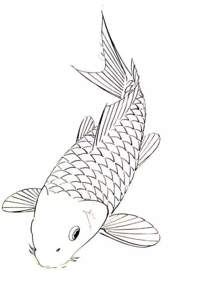 白描线稿,各种鱼的画法